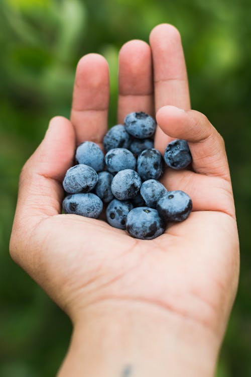 Free Blueberries On Hand Stock Photo