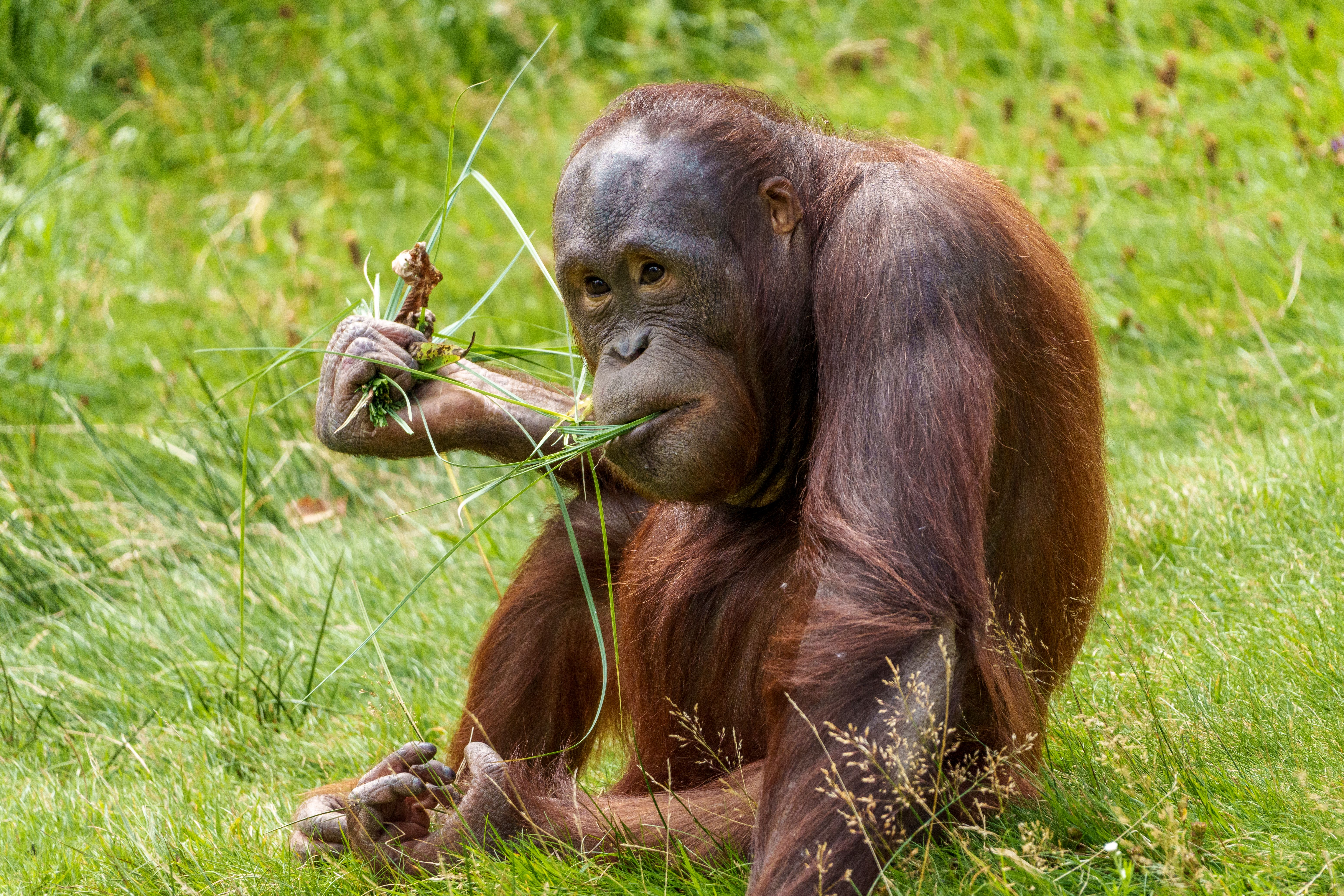 Orangutan Experience