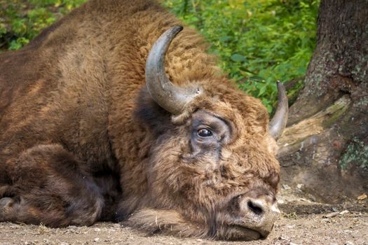 A calm European bison resting on the forest ground, showcasing its majestic horns.