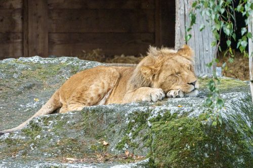 Free A tranquil lion sleeping on a mossy rock in a zoo environment, showcasing wildlife relaxation. Stock Photo