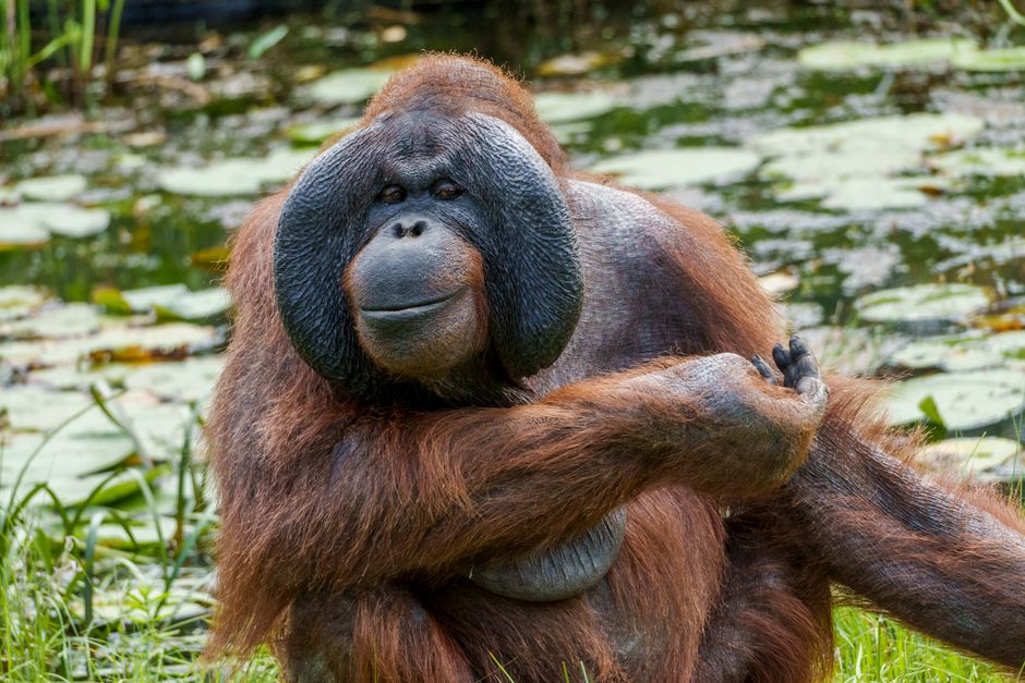 wisata susur sungai di Kalimantan Tengah melihat orangutan liar