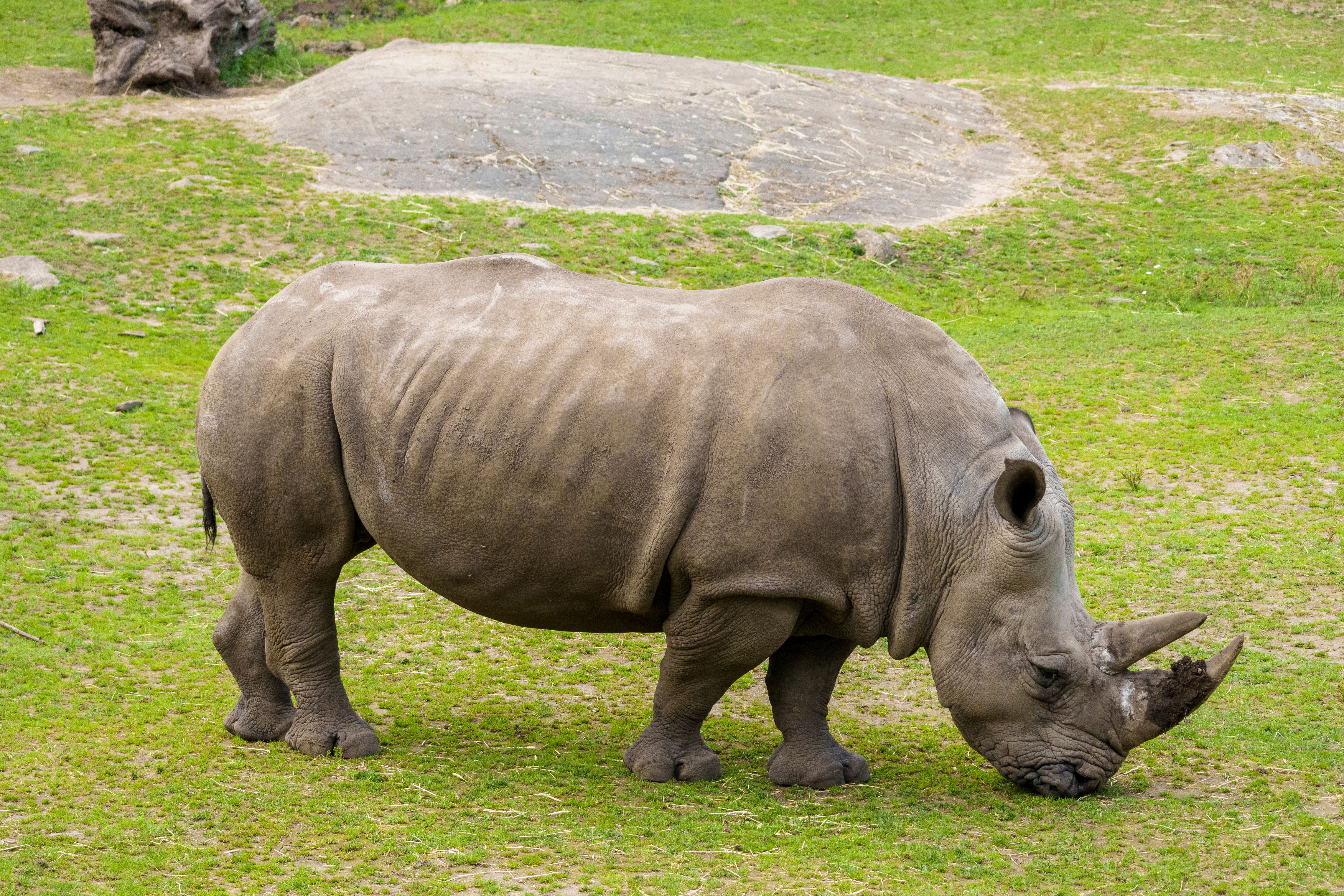 A massive rhinoceros grazing in a green field in a wildlife park, showcasing its strength and majest