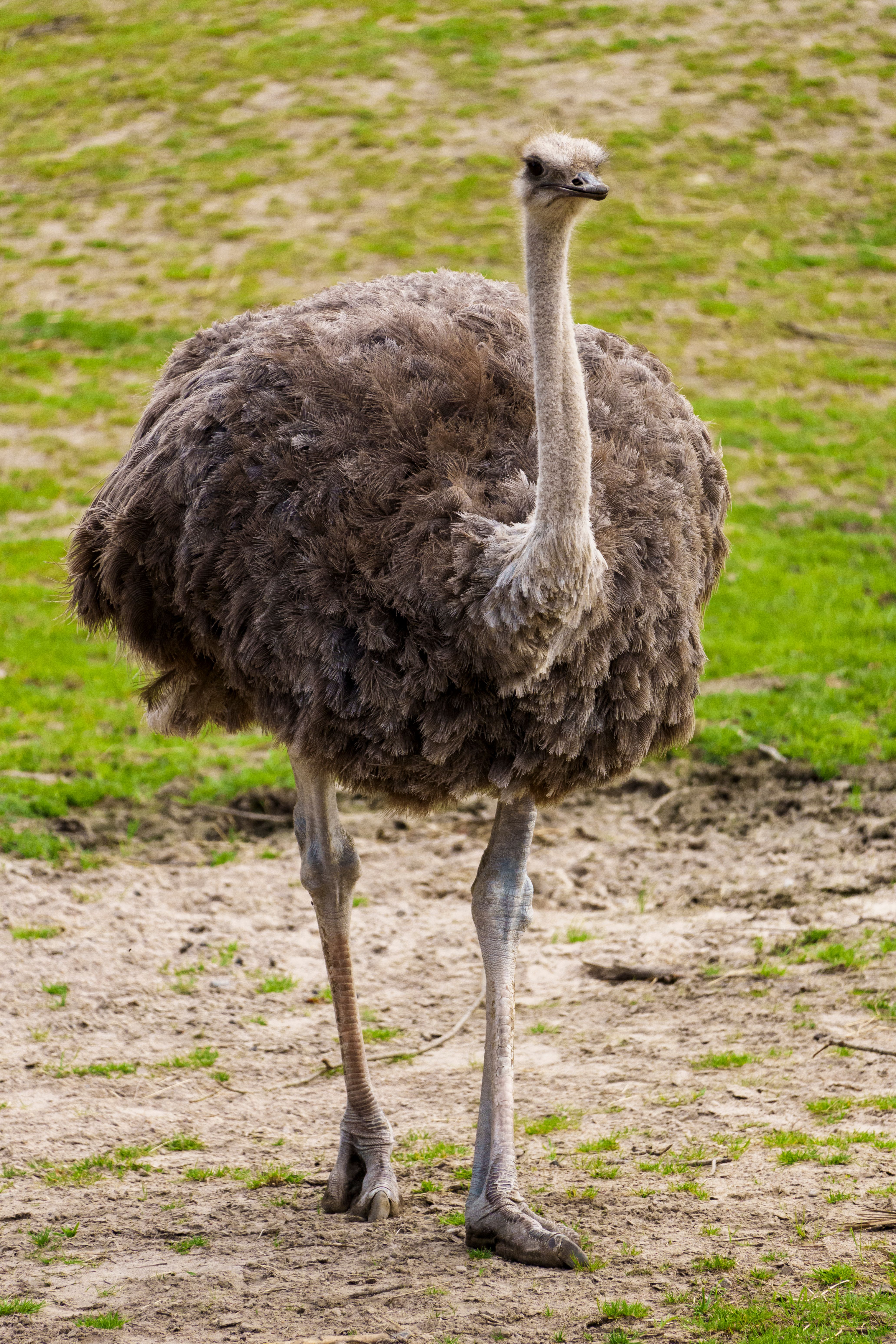 Gratis stockfoto met afrikaanse dieren in het wild, alarmerend, aviaire Stockfoto