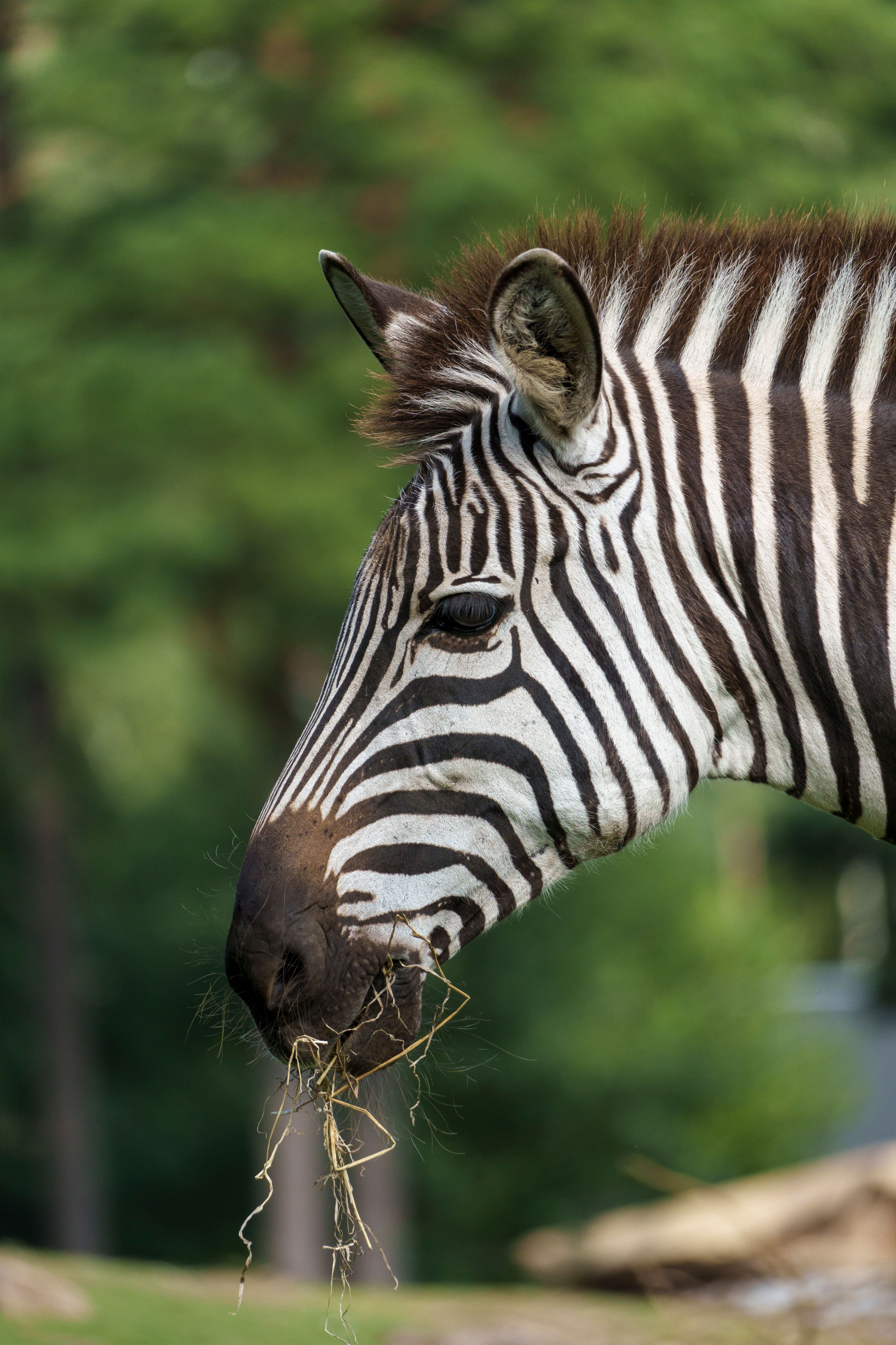 A close-up profile shot of a zebra grazing in a lush, green outdoor setting.