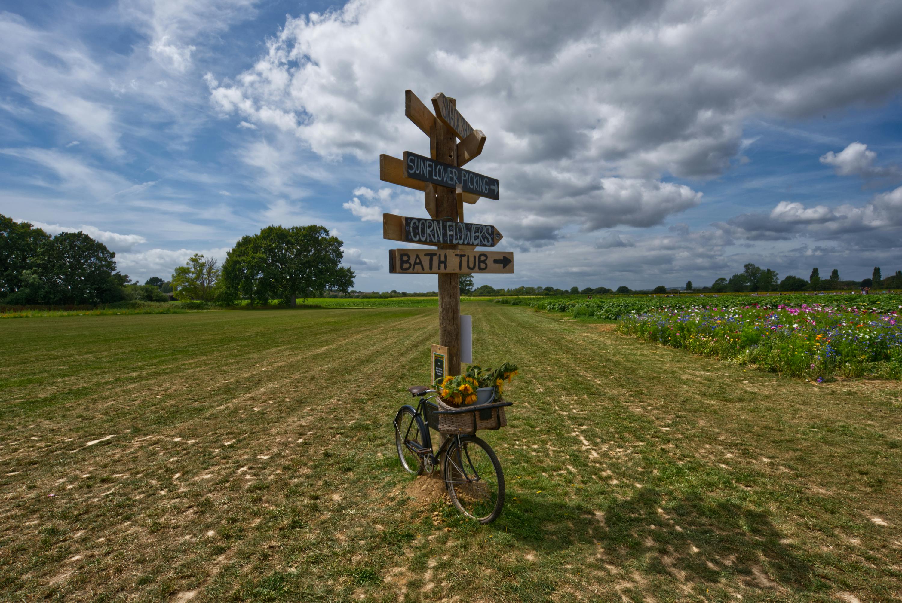 Gratis Immagine gratuita di agricoltura, alberi, bel cielo Foto a disposizione