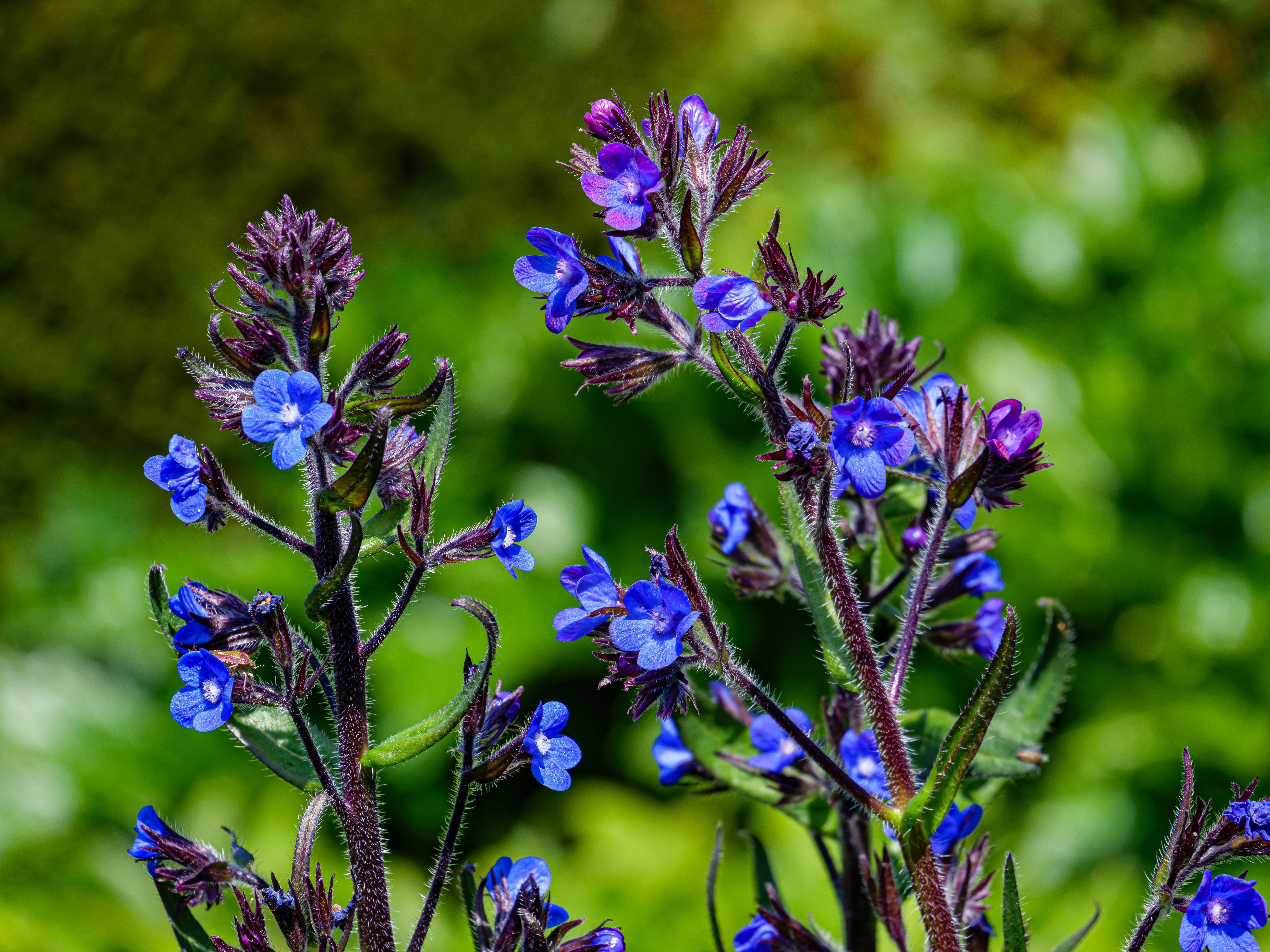 Blue flowers with green leaves in the background · Free Stock Photo