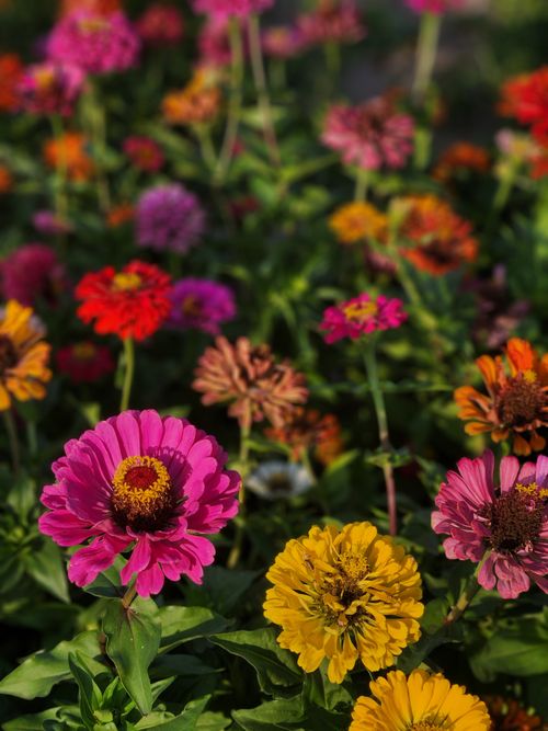 Free Bright and colorful zinnias blooming in a lush summer garden. Stock Photo