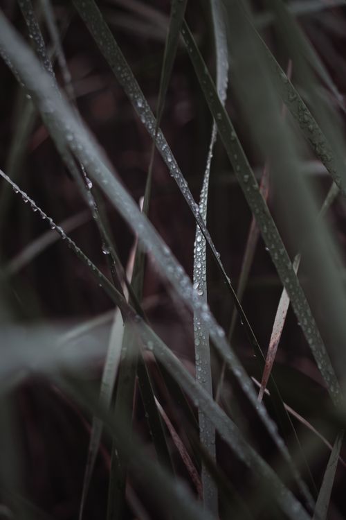 Free Close-up of dew droplets glistening on grass blades, capturing a serene winter morning. Stock Photo