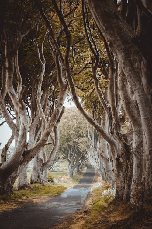 Concrete Road Between Trees