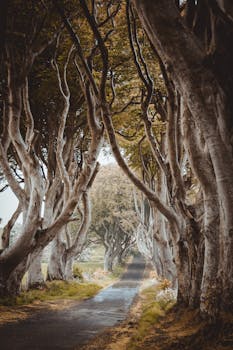 黑暗树篱是北爱尔兰一条迷人的绿树成荫的道路，风景优美