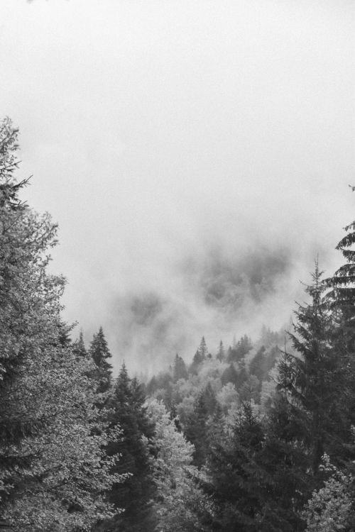 Free A serene monochrome view of a misty forest enveloped in fog and mystery. Stock Photo