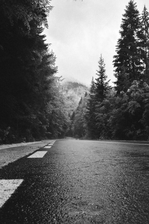 Free A tranquil black and white photograph of a forest road with towering trees. Stock Photo