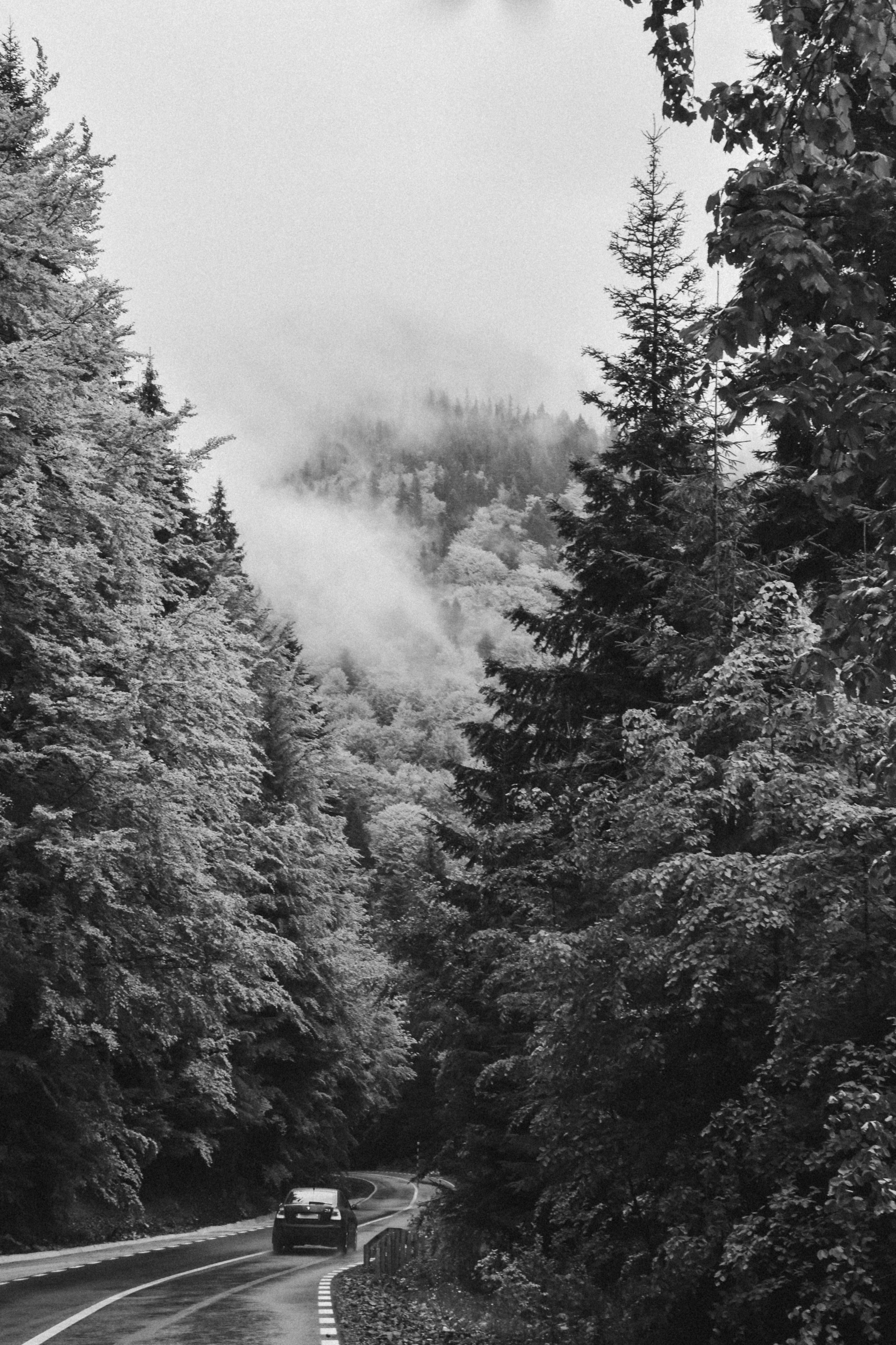 A black and white photo of a car driving through a forest · Free Stock ...