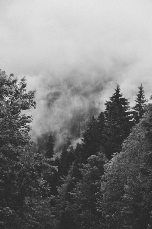 Free A moody, mist-covered forest in grayscale, evoking a sense of mystery and tranquility. Stock Photo
