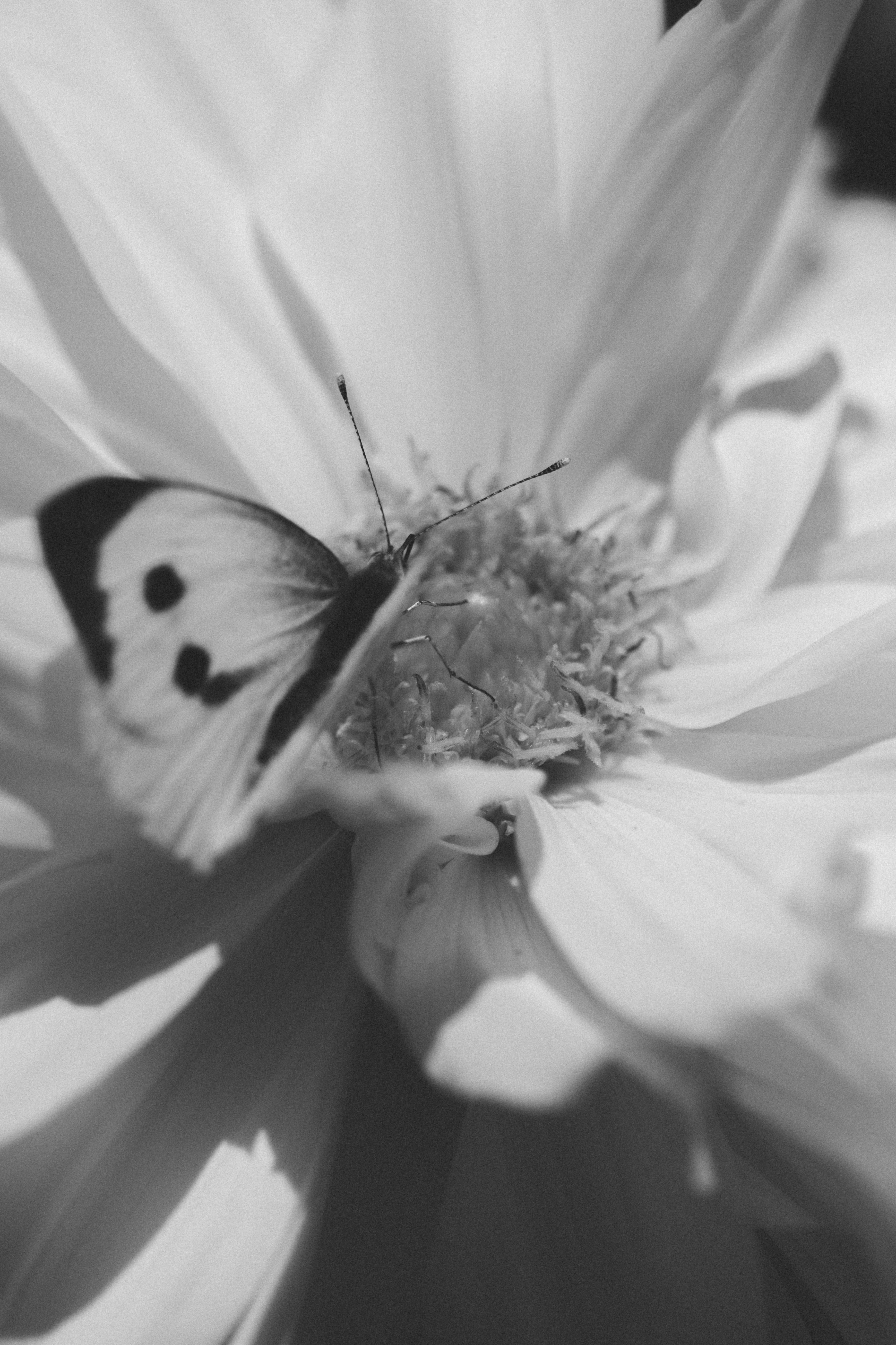 A black and white photo of a butterfly on a flower · Free Stock Photo