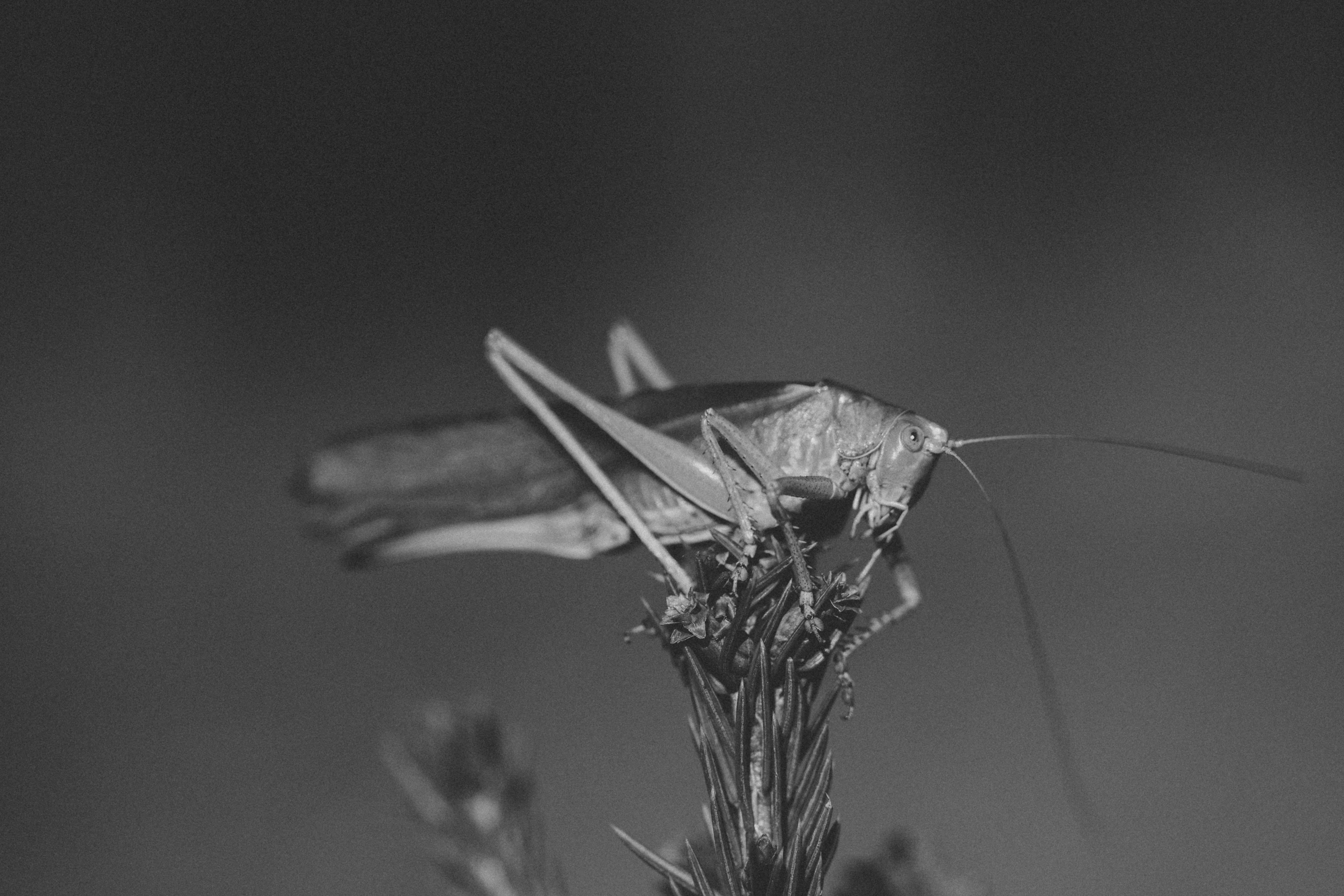 New World Screwworm | Animal and Plant Health Inspection Service — Photo by Diana ✨ on Pexels