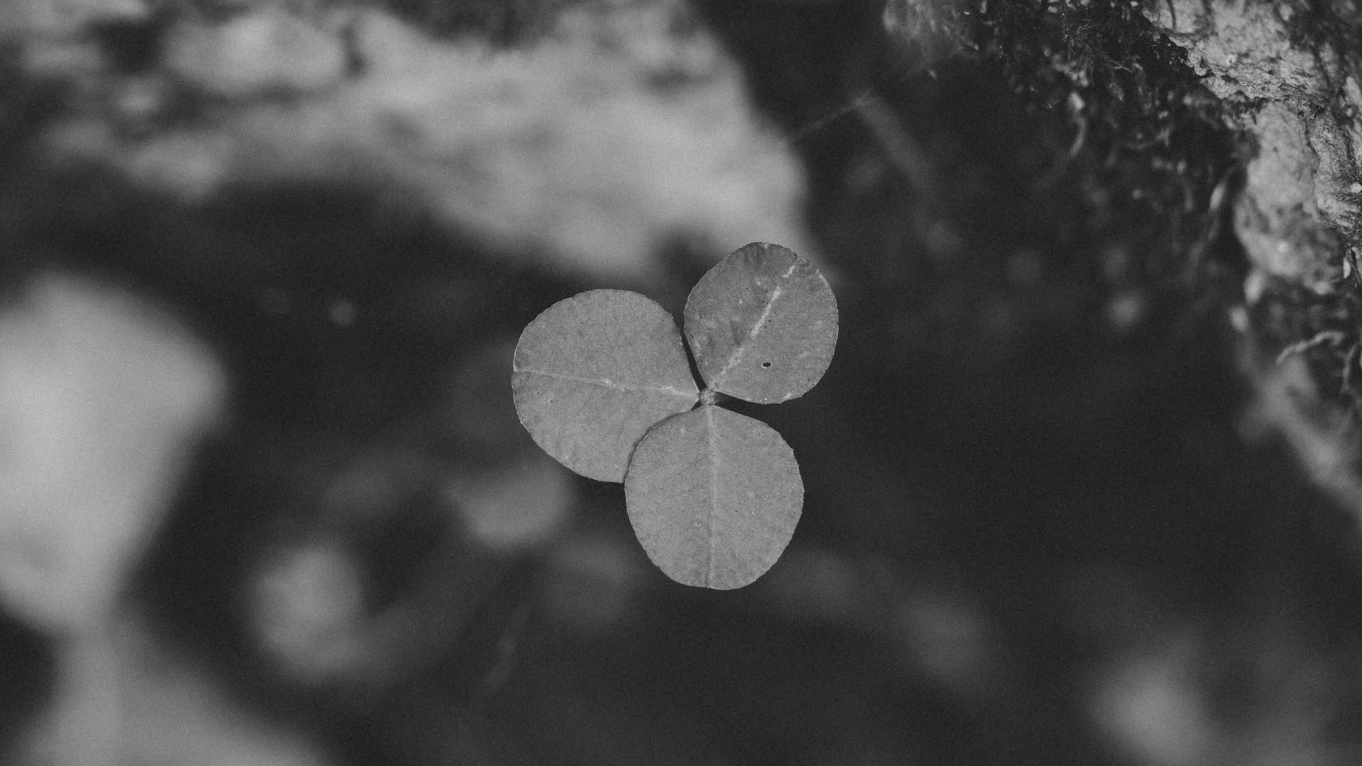 A close-up black and white image of a clover leaf highlighting its texture and natural pattern.