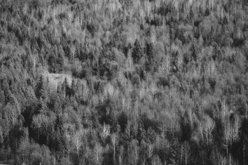 BW · Free Stock Photo