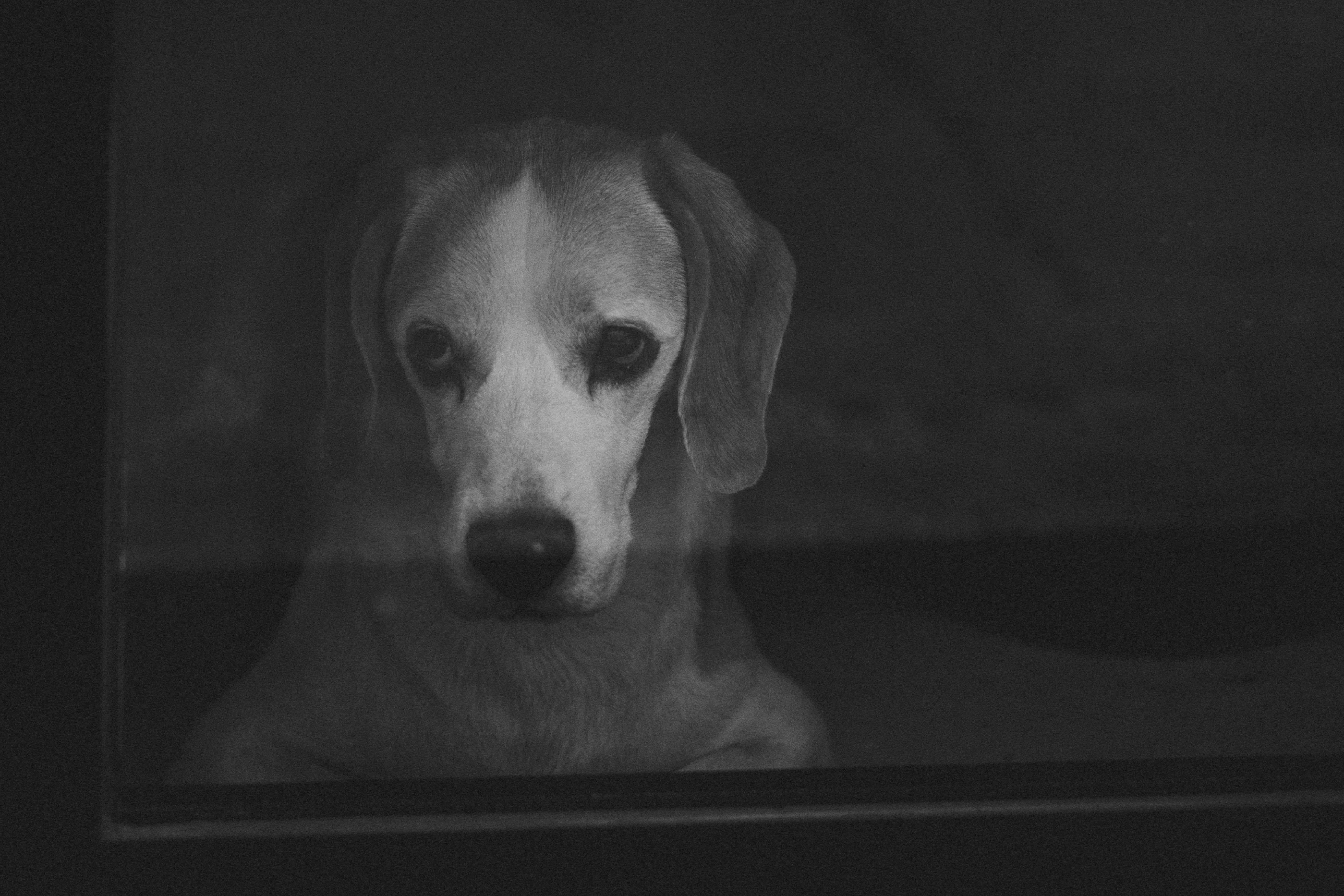 A black and white photo of a dog looking out of a window · Free Stock Photo