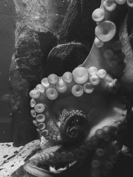 Monochrome image highlighting detailed tentacles of an octopus underwater.