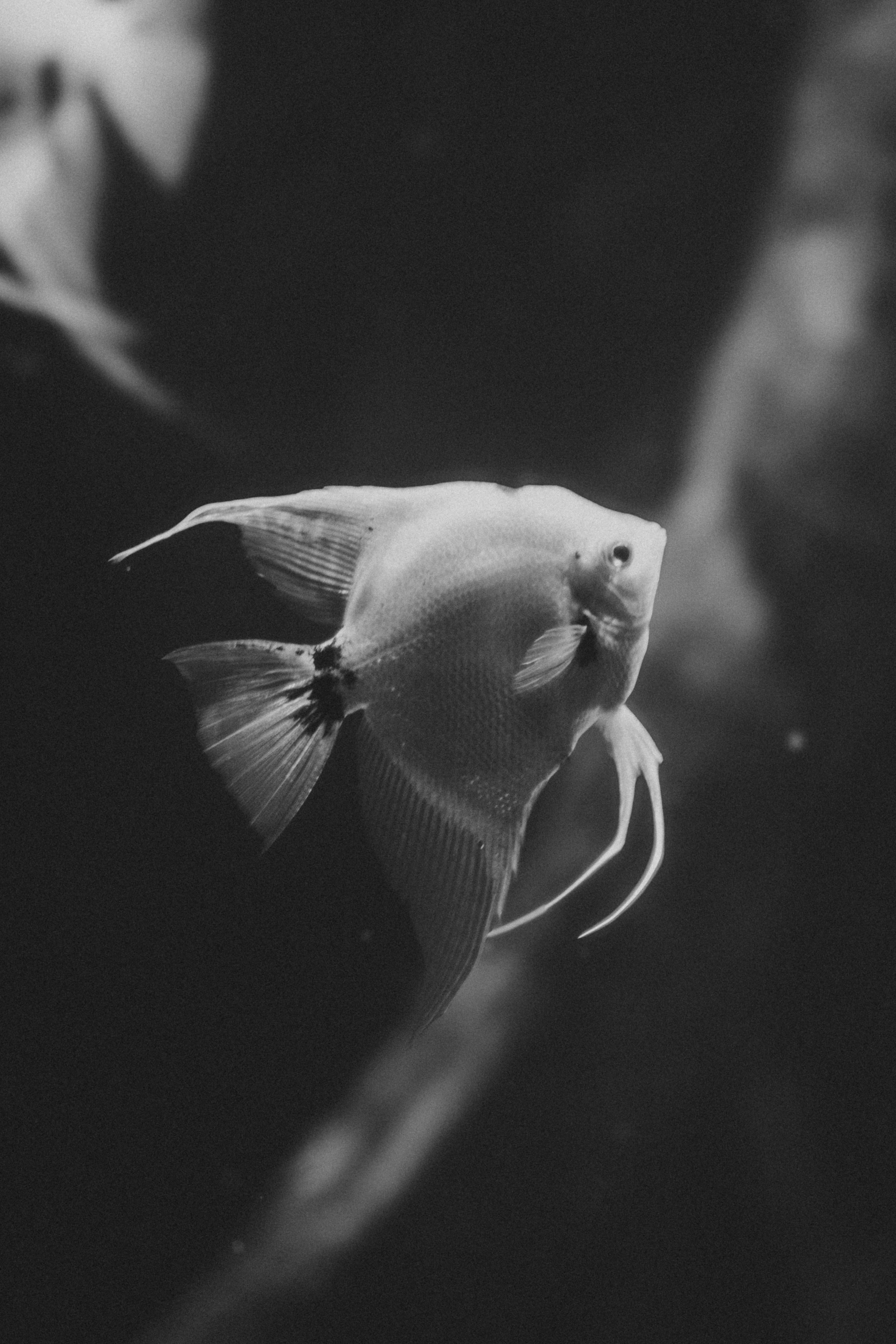 Two Angel Fish in Water · Free Stock Photo