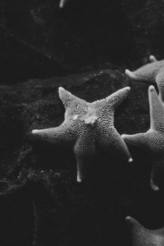 Close-up of starfish underwater in grayscale, highlighting marine life texture.