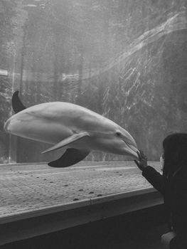 Black and white image of a dolphin interacting with a human in an aquarium.