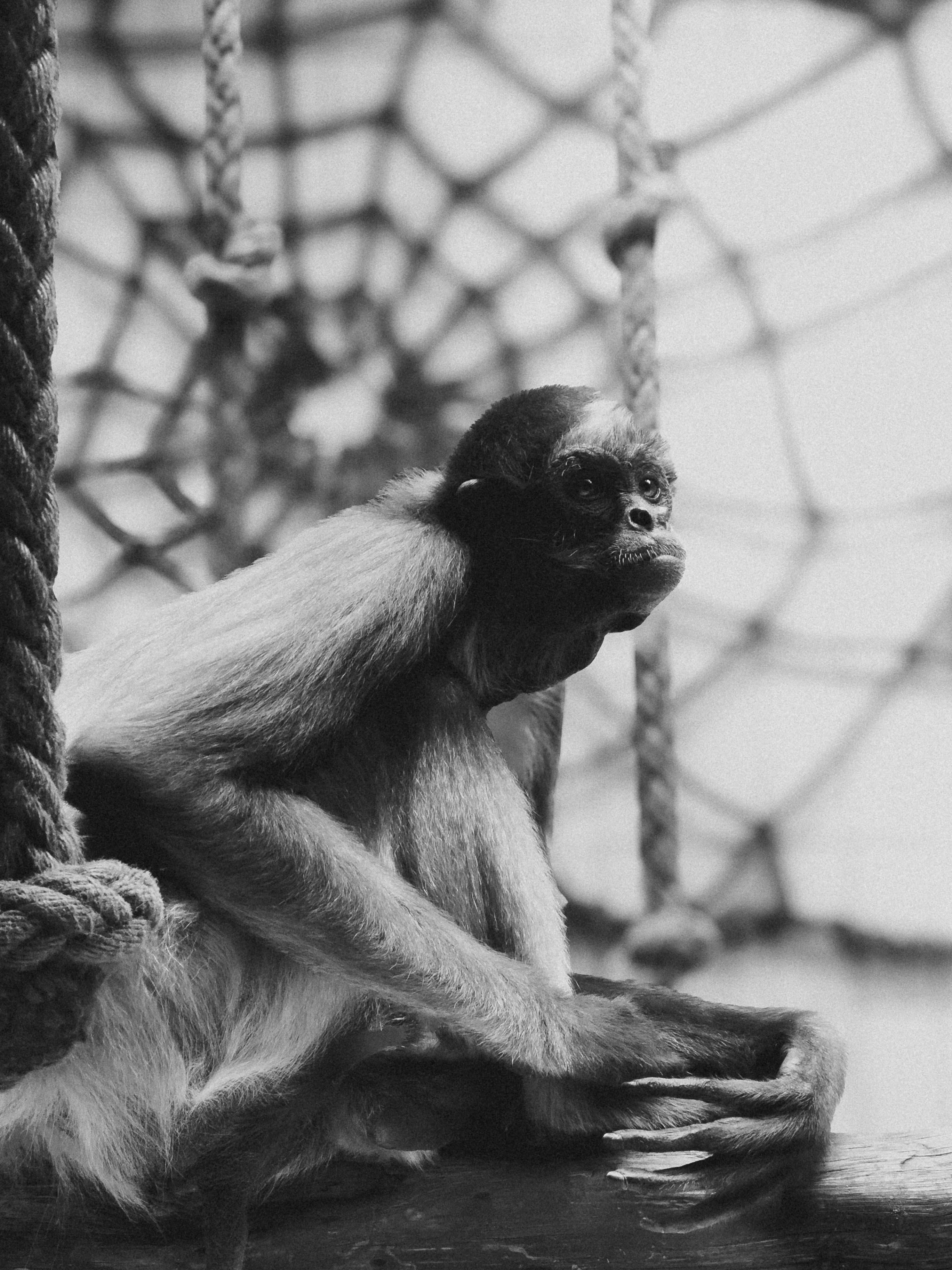 Black and white photo of a spider monkey sitting by ropes in a zoo setting.
