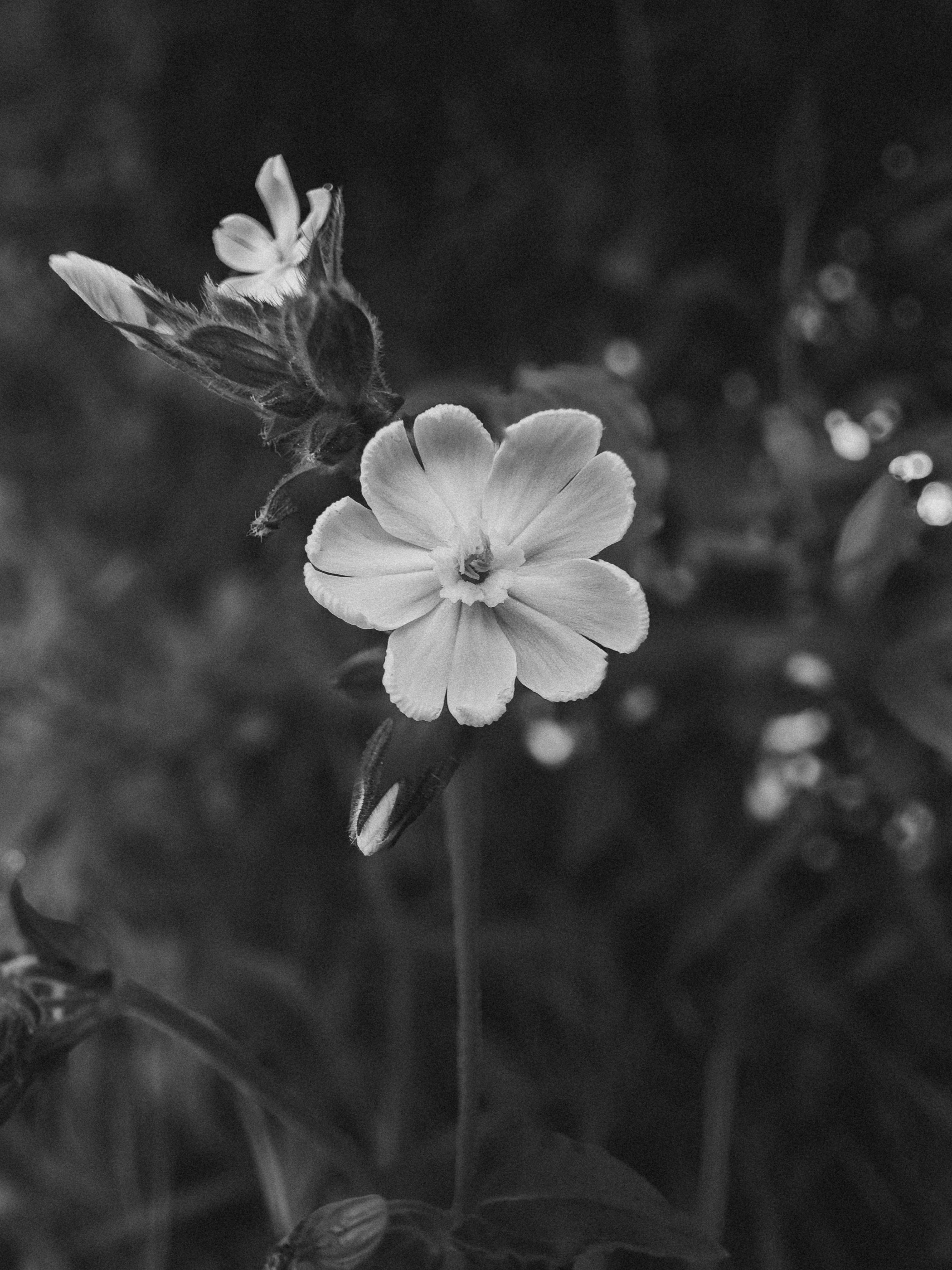 Elegant black and white photograph of a blooming Silene flower in a garden during summer.