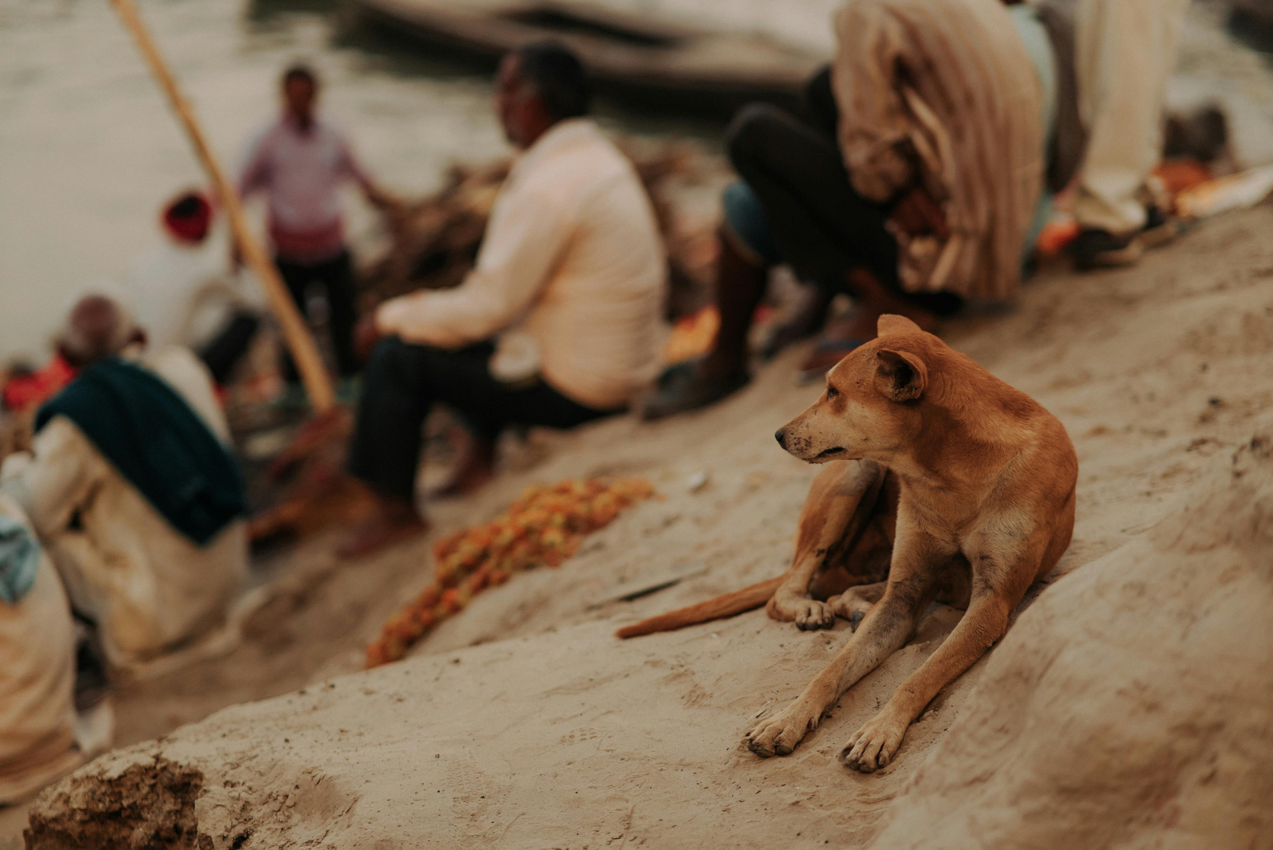 a dog sitting on the ground next to a group of people