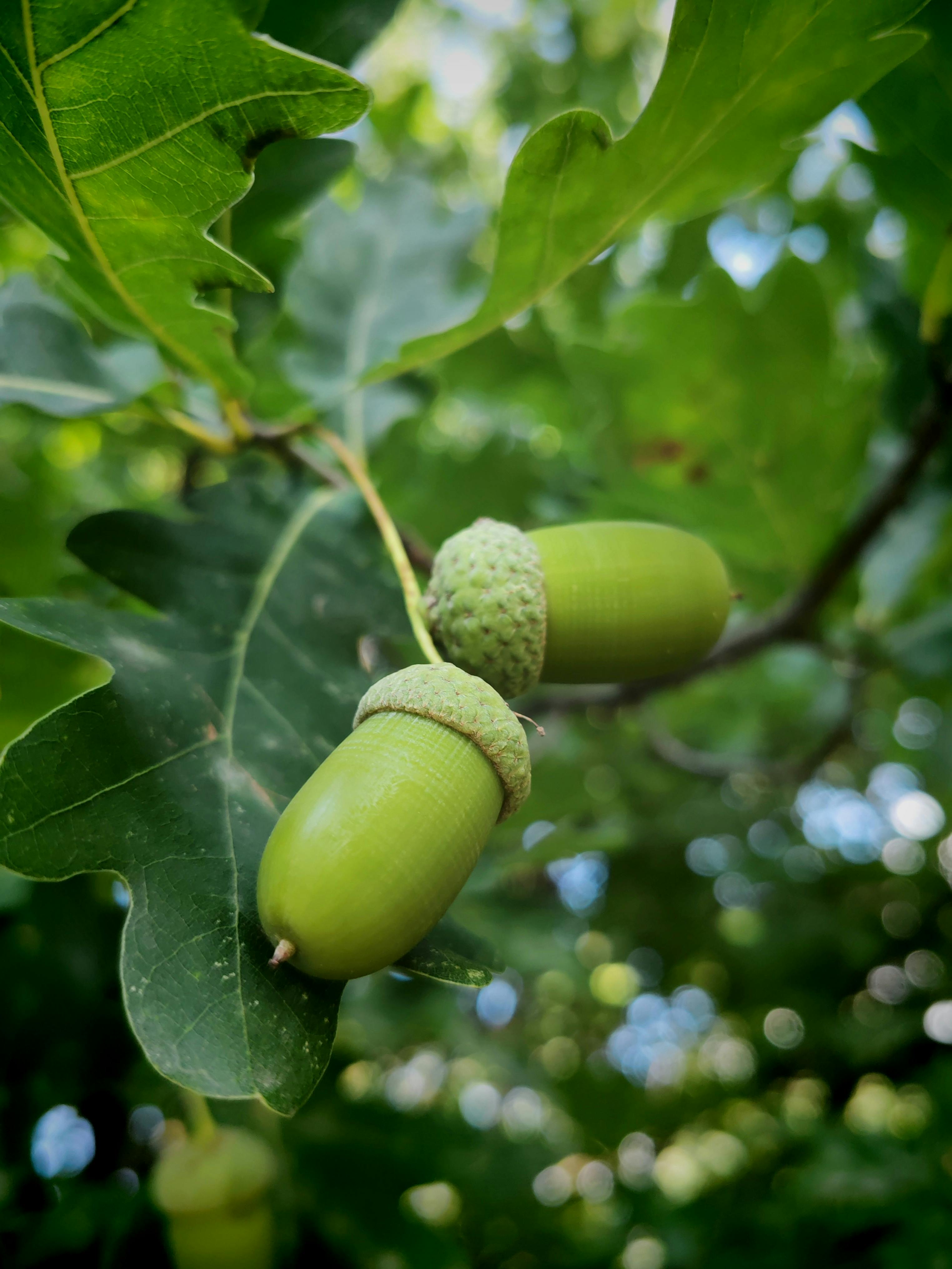 two acorns are on the tree branch