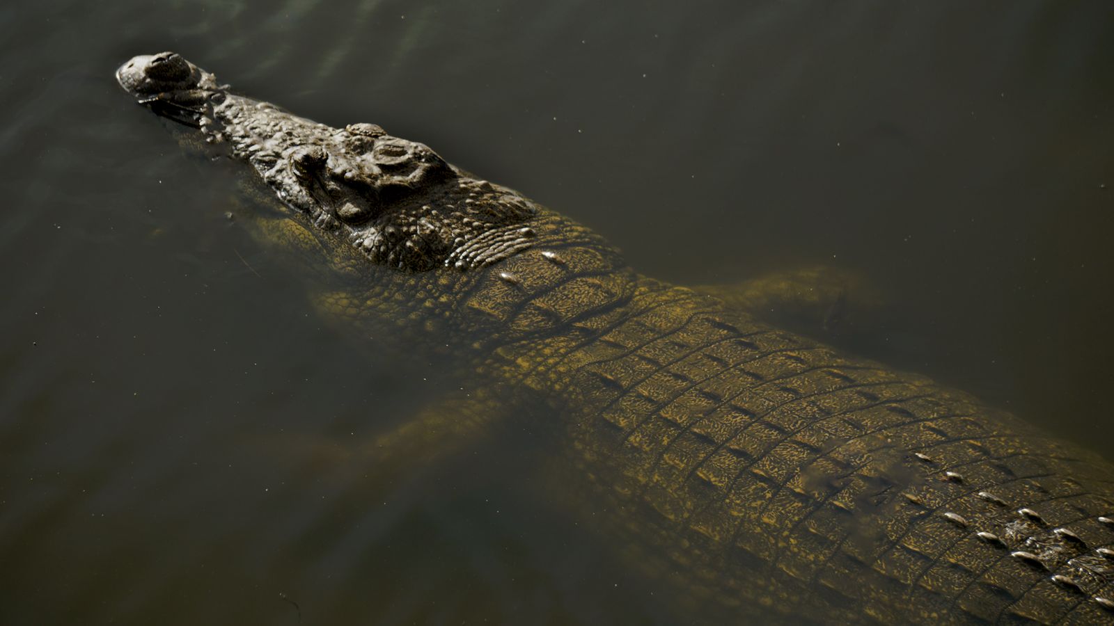 Ile aux caiman yamoussoukro cote d ivoire, Côte d'Ivoire