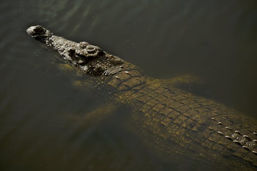 Little Cayman, Cayman Islands photo 9