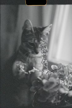 A black and white photo of a cat by a window with blurred plants in the foreground.