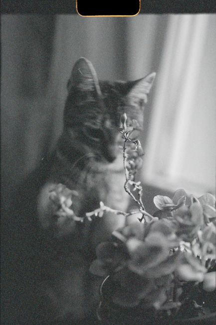 A black and white photo of a cat by a window with blurred plants in the foreground.