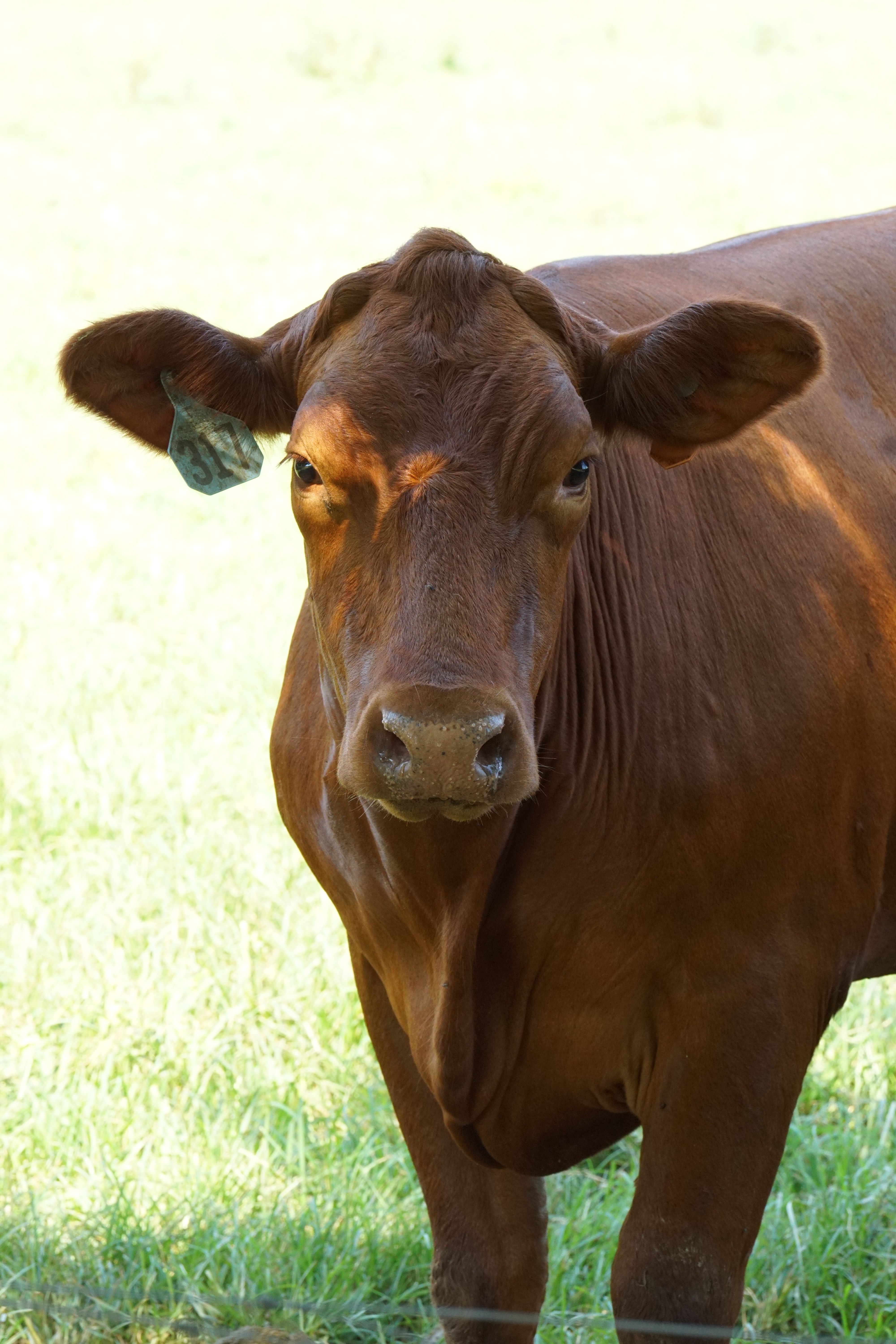 A brown cow standing in a field with grass · Free Stock Photo