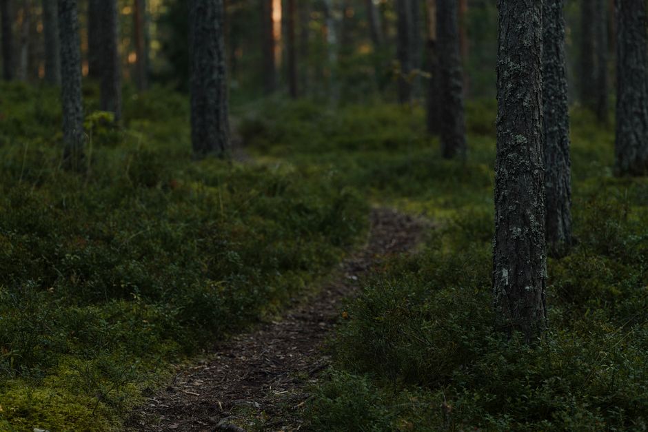 Serene misty forest trail surrounded by lush greenery