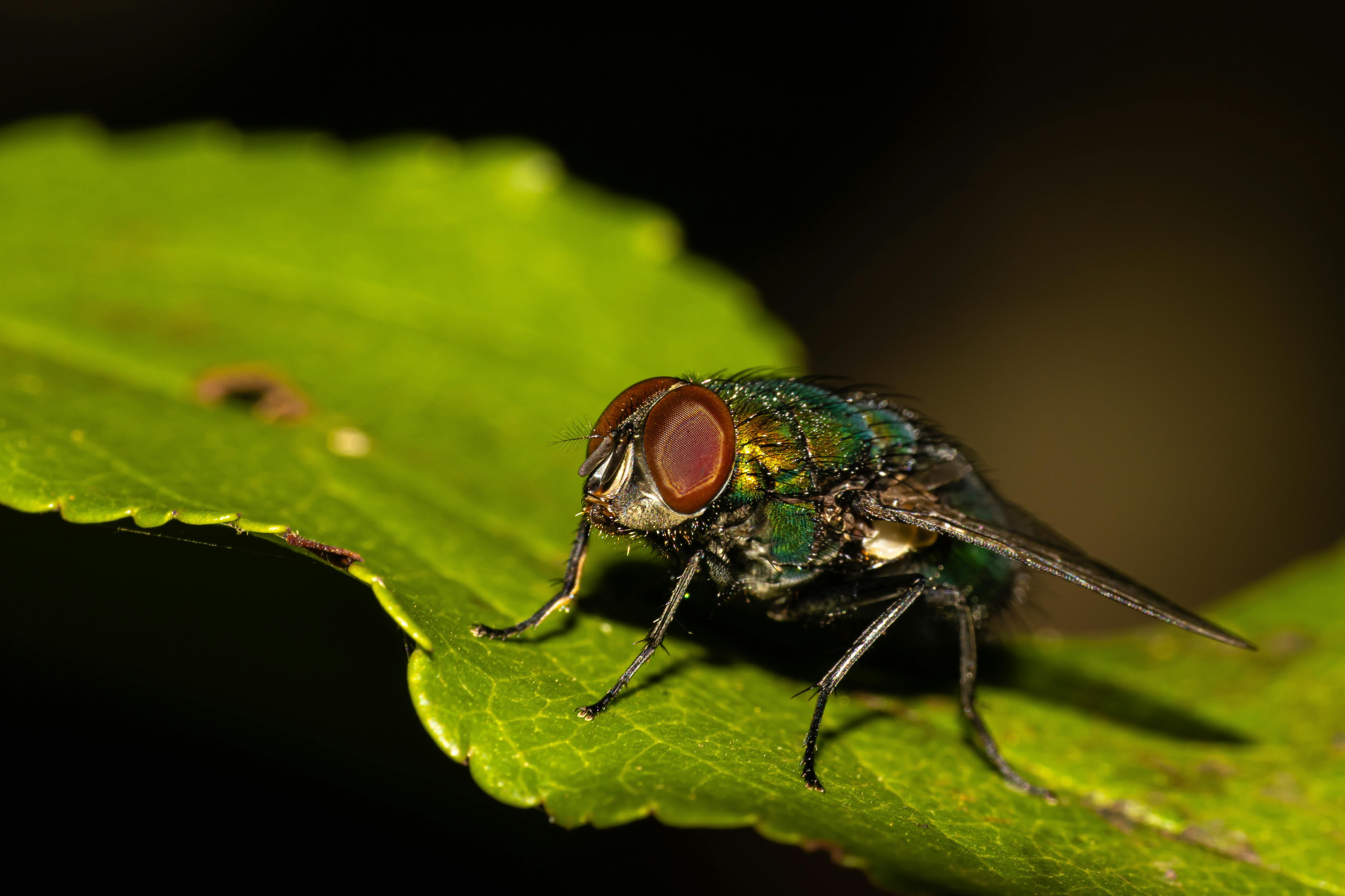 a green fly with red eyes sitting on a leaf