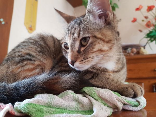 Portrait de Plum