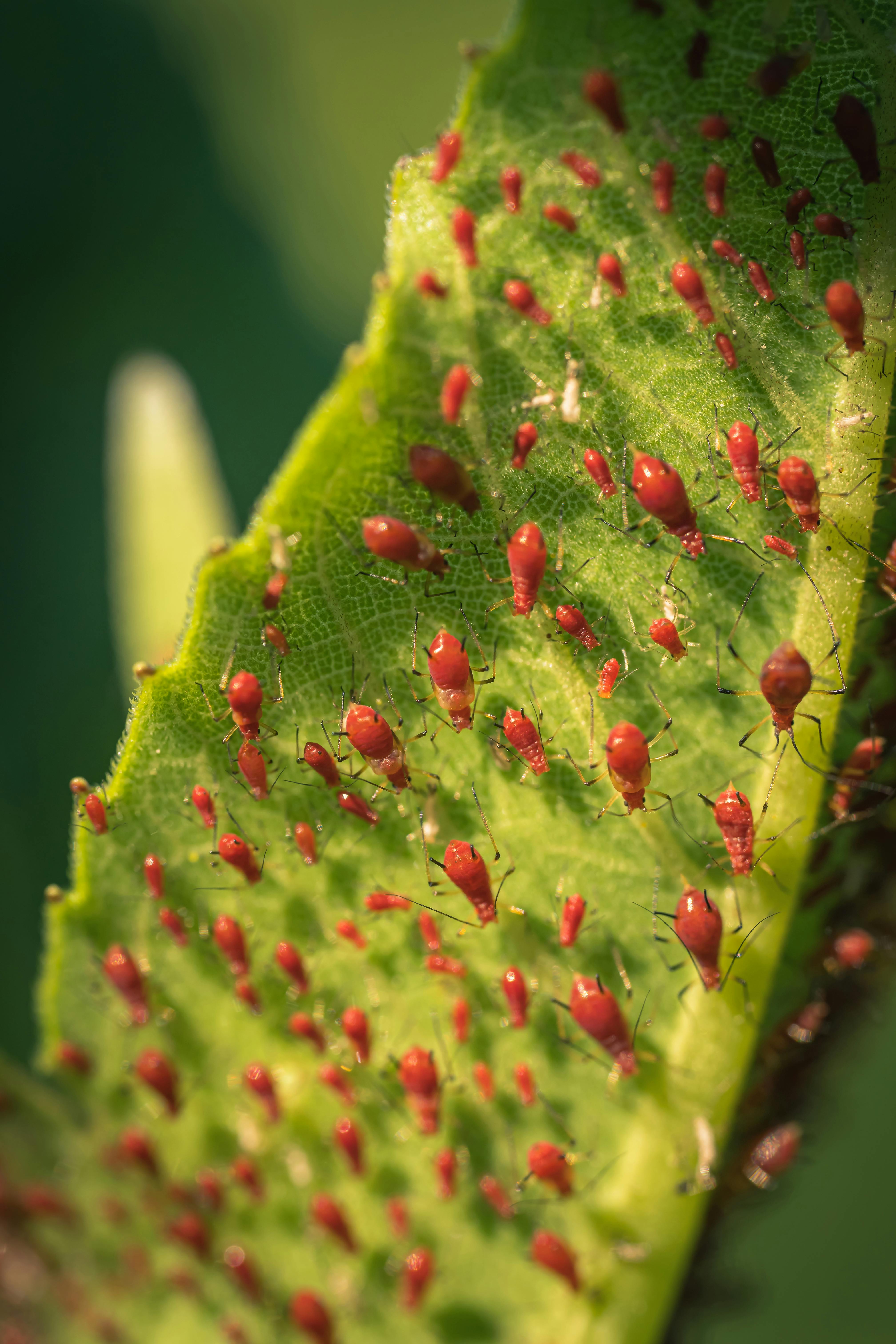 a close up of a leaf with red bugs on it