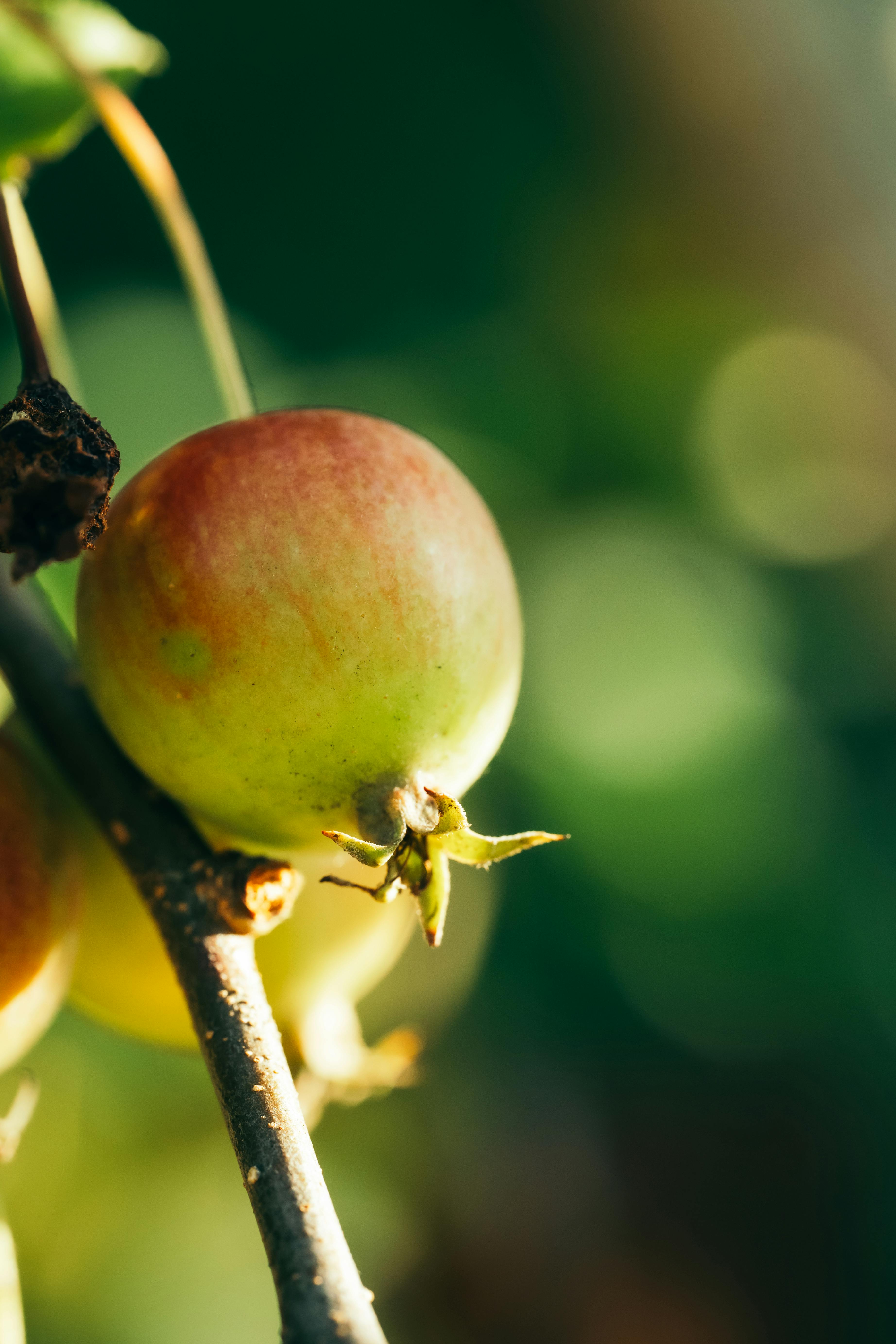 a close up of a bunch of apples on a tree