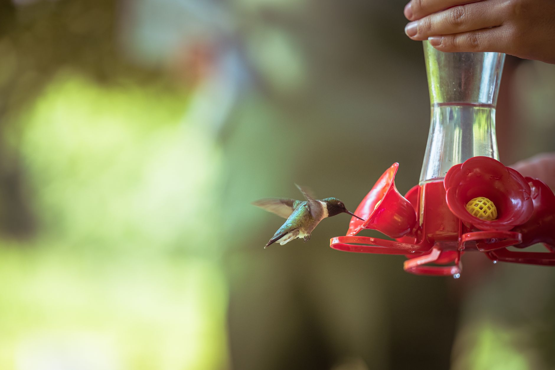 Best Top Bird Feeders for Attracting Hummingbirds (2026) – Effective Designs That Bring Colorful Visitors to Your Yard