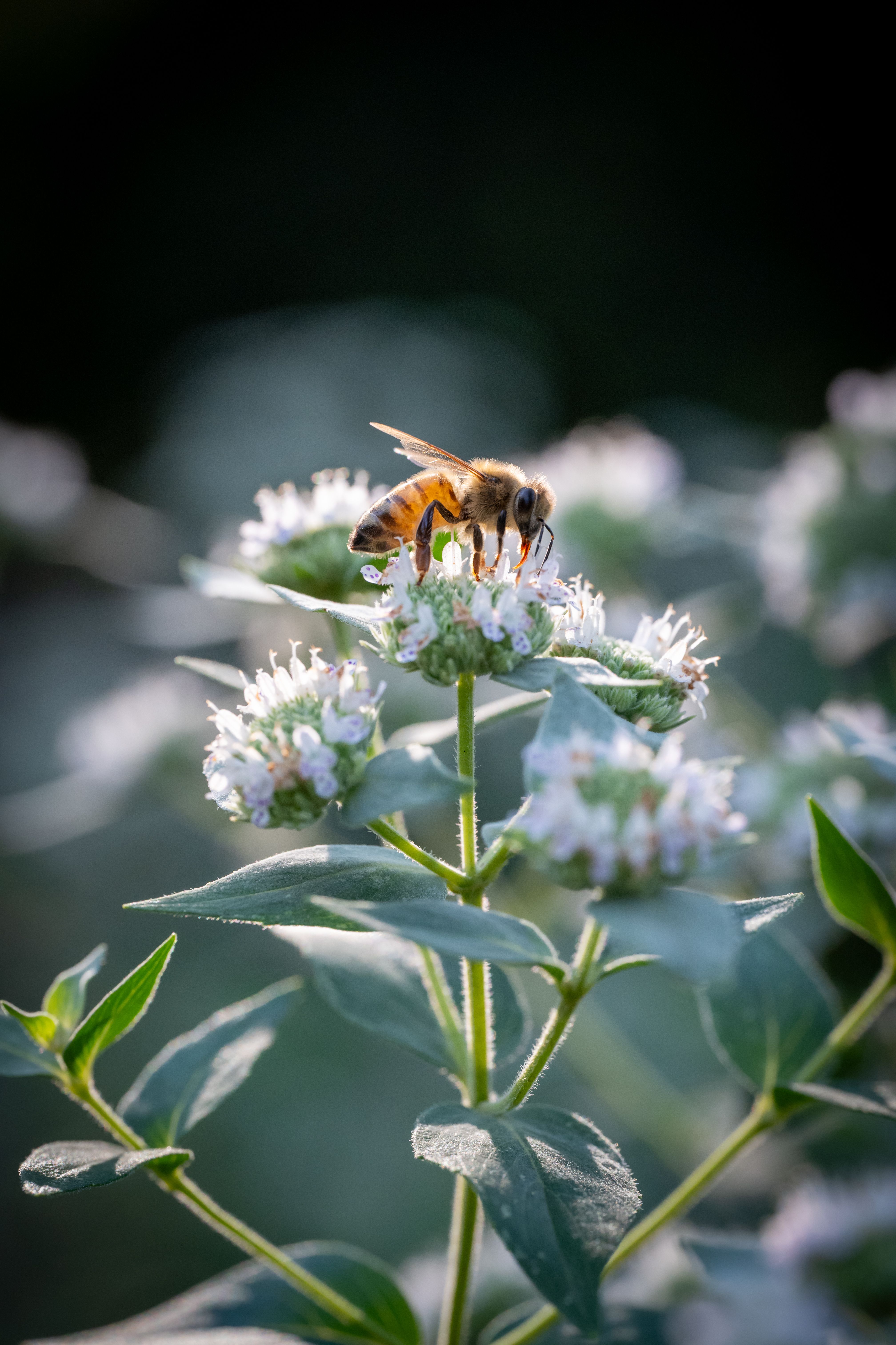 A bee is on a flower with a green background · Free Stock Photo