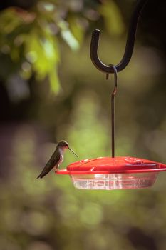 A hummingbird feeds at a vibrant red garden feeder in the warm sunshine.