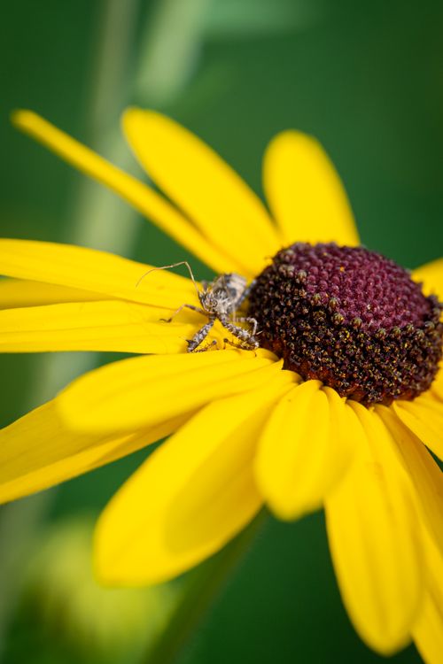 Free Macro shot of insect perched on a bright yellow flower outdoors. Stock Photo
