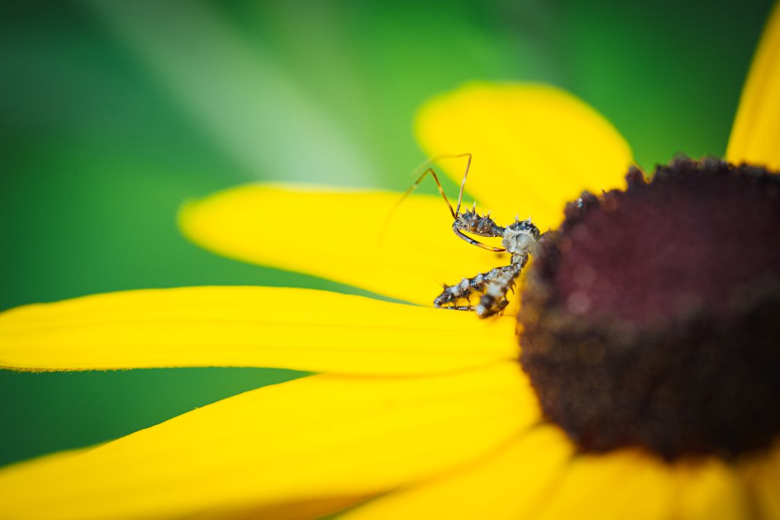 Small Insect Photo A small insect on a yellow flower · Free Stock Photo