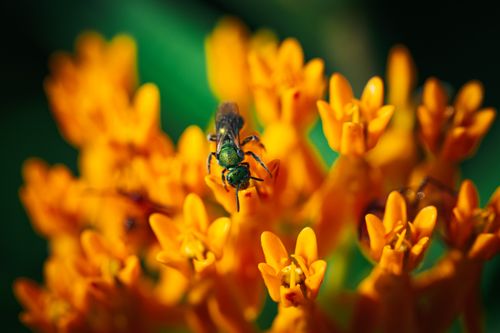 Free A close-up of a green bee pollinating bright orange flowers in a sunny garden setting. Stock Photo
