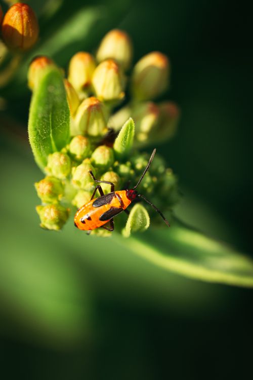 Free Vibrant image of an orange bug exploring fresh flower buds in a garden. Stock Photo
