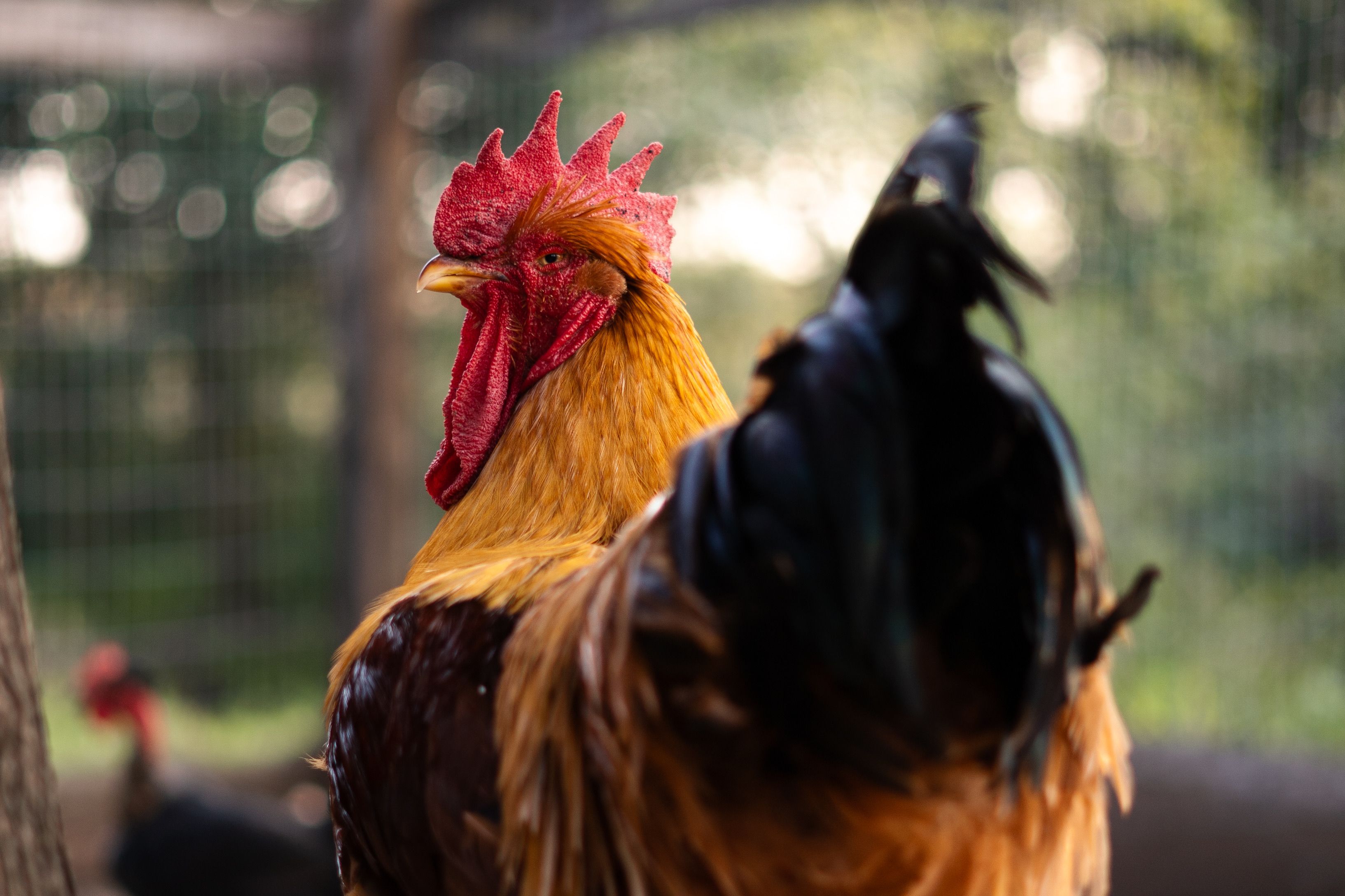 A detailed side view of a colorful rooster with a striking red crest on a rural farm.