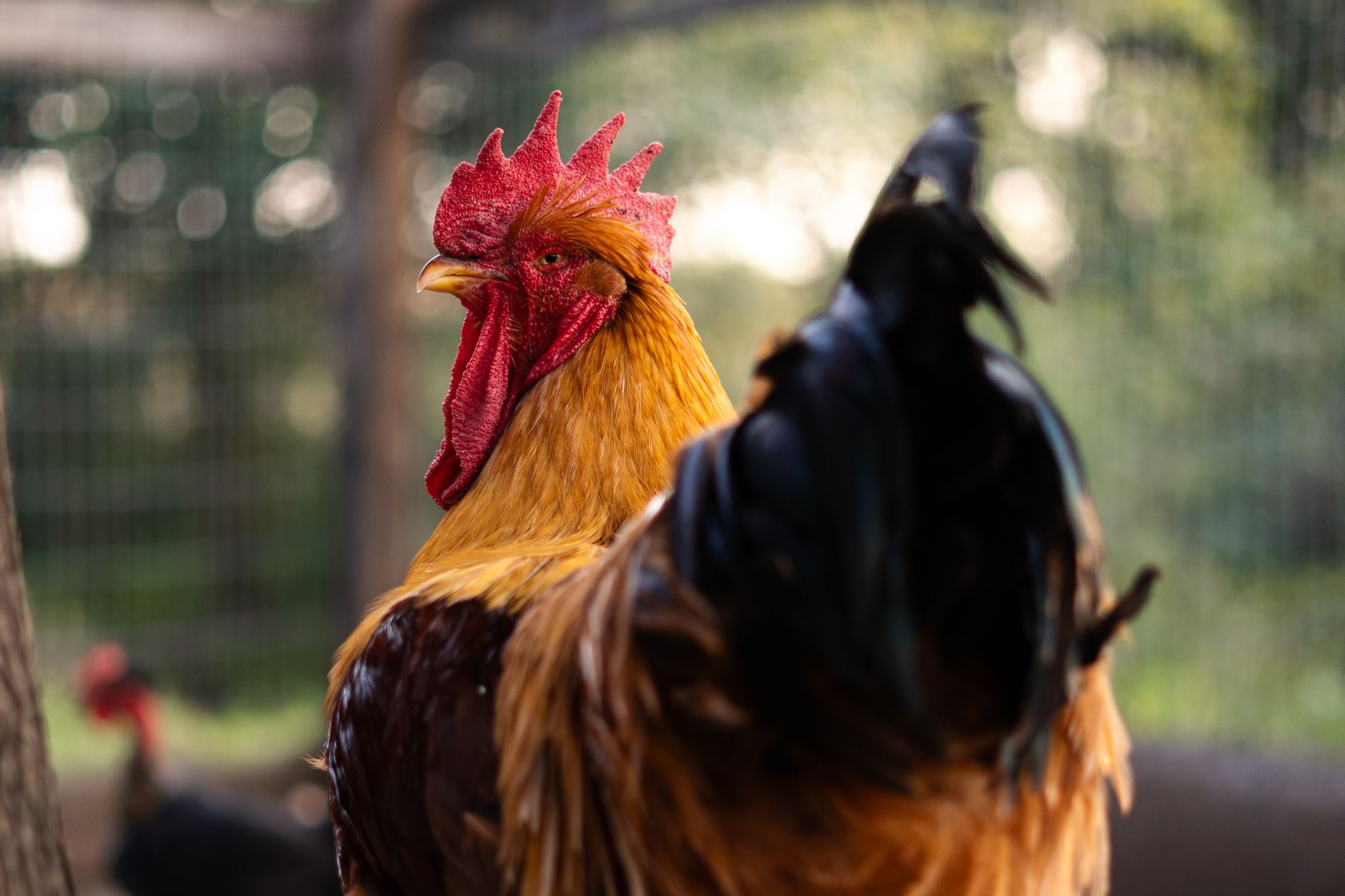 A detailed side view of a colorful rooster with a striking red crest on a rural farm.